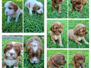 Cavoodle Puppies F2