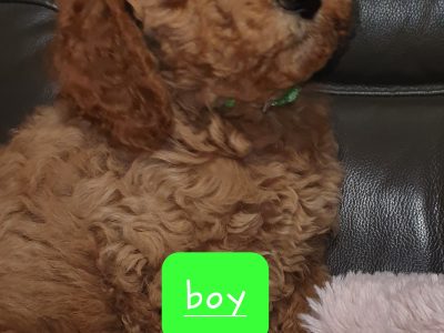 Mini Poodles x 2 males