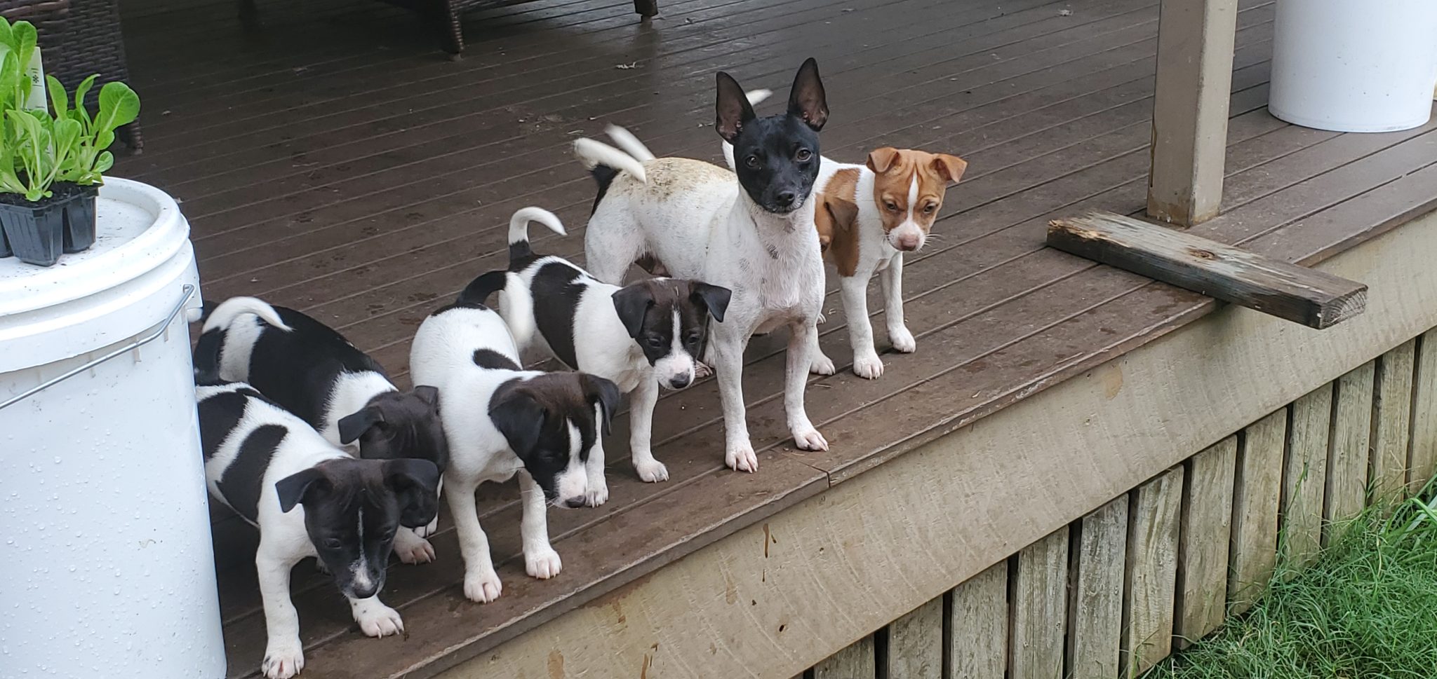 Mini fox terrier (tenterfield terriers) for sale
