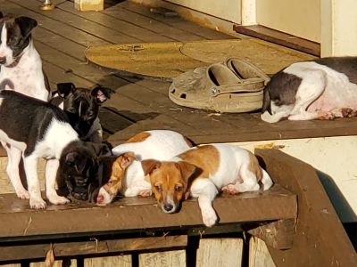Mini fox terrier (tenterfield terriers) for sale