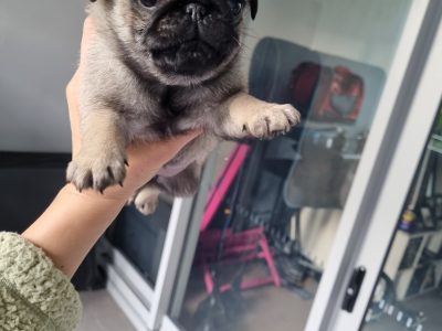 Beautiful litter of 4 purebred pugs