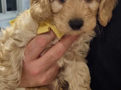 Playful Cavoodles (parent’s DNA tested)