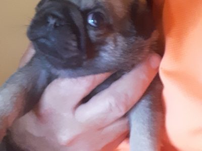 PUREBRED pug puppies ( chunky boys)