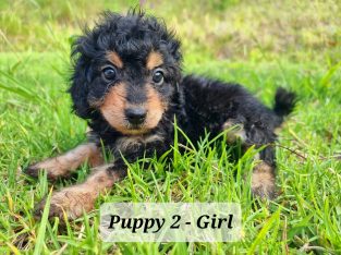 Cavoodle puppies for sale.