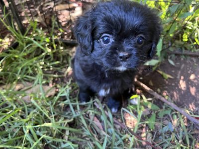Cavapoms (Cavalier x Pomeranian)