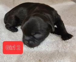 Shihtzu x Maltese x Toy Poodle Pups For Sale