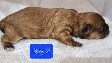 Shihtzu x Maltese x Toy Poodle Pups For Sale