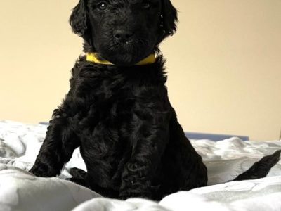 Purebred Standard Poodle Puppies