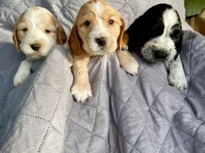 Purebred Cocker Spaniel Puppies