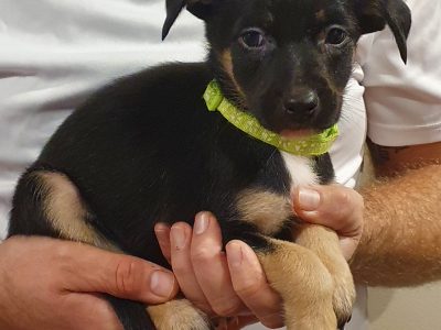 Five Beautiful Kelpie Puppies for Sale