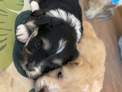 Maltese x poodles (moodles )