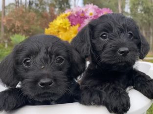 Doxiepoo x Puppies – Ready to go home in 2 weeks!