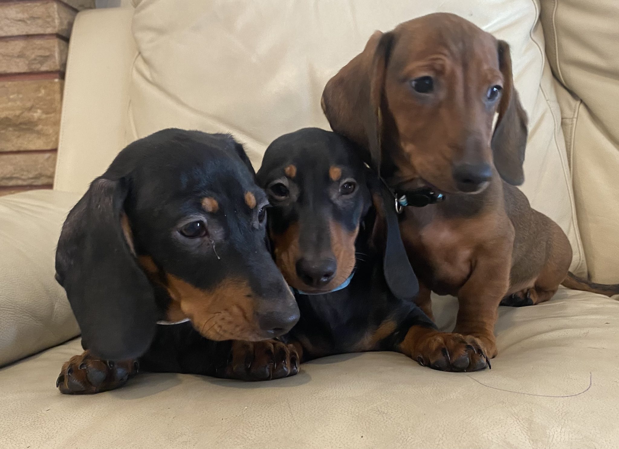 3 dachshund boys ready for forever