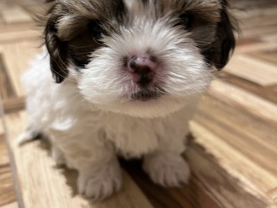 Maltese shih tzu puppy