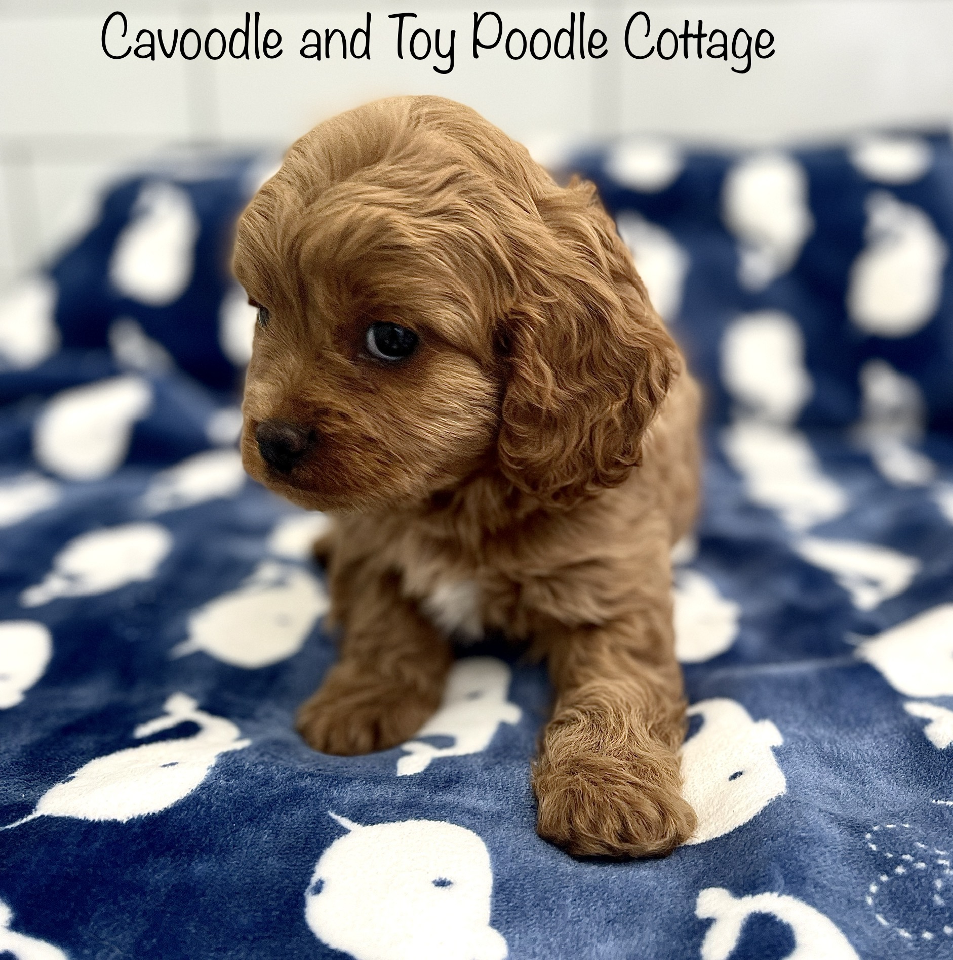 Toy cavoodles for sale