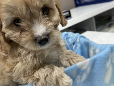 F1 CAVOODKE PUPPIES READY