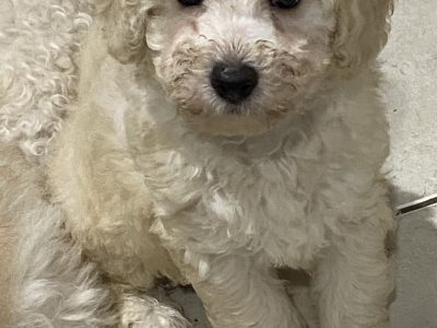 Toy Cavoodle puppies – DNA tested