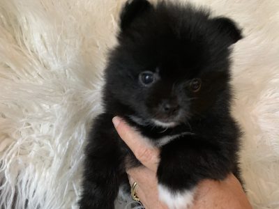 Pomeranian Puppies