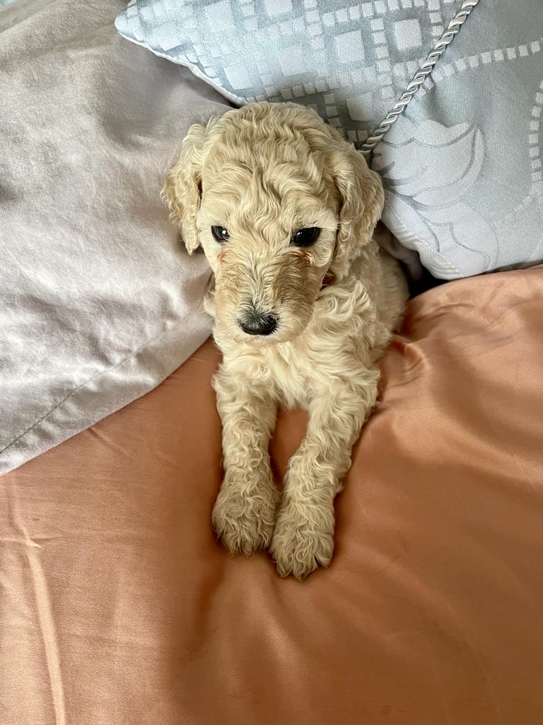 Purebred Standard Poodle Puppies