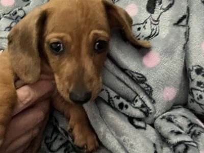 Miniature dachshund puppy, last one left!