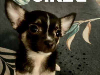 Purebred applehead/deethead female chihuahua