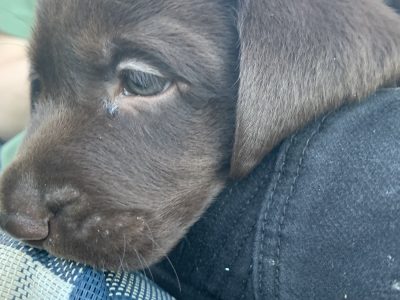 Purebred Labrador Puppies