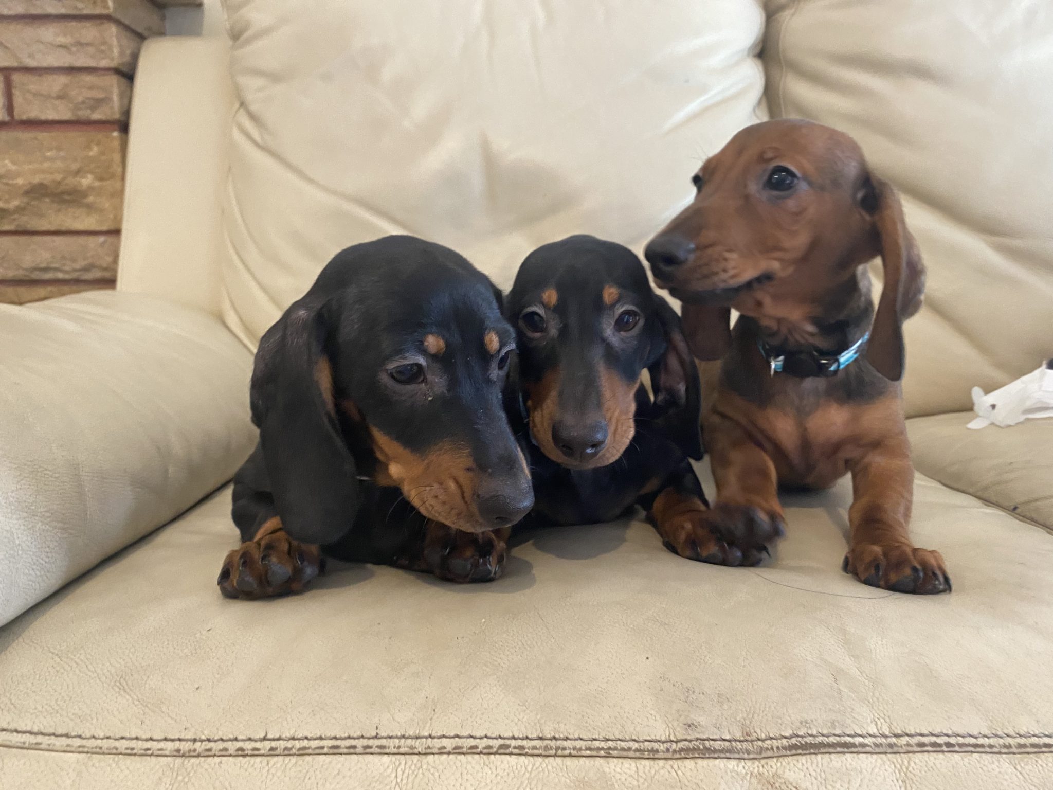 3 dachshund boys ready for forever