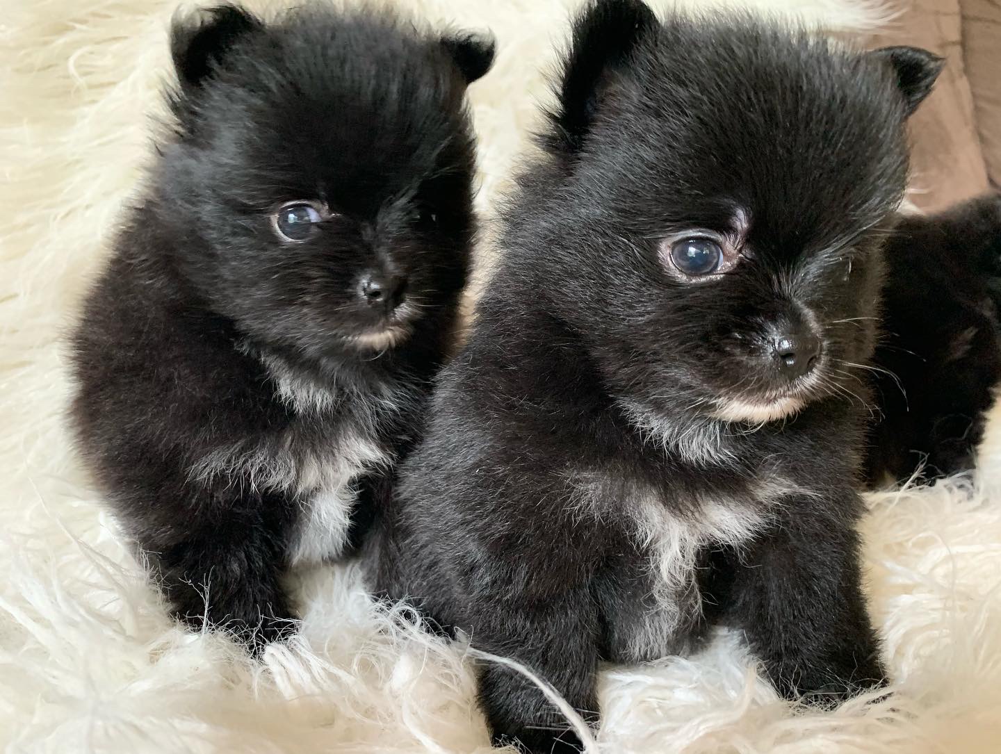 Pomeranian puppies x1 female and x1 male