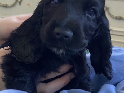 cocker spaniel pups