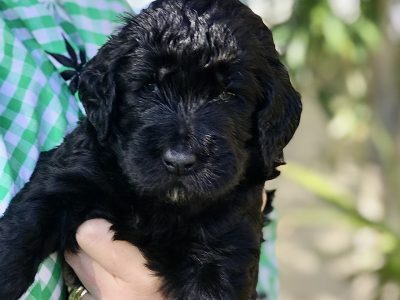 Excellent Groodle Puppies from DNA tested parents