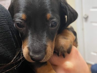 Miniature Dachshund Puppies