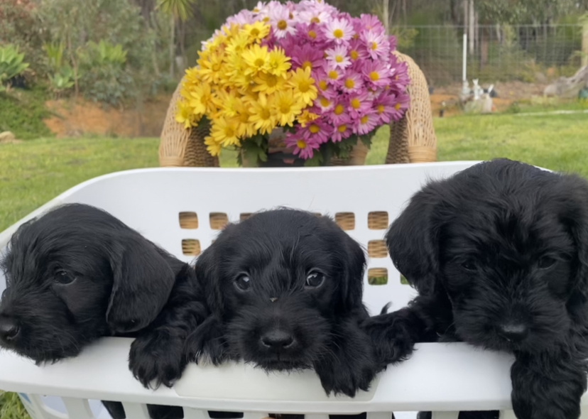 Doxiepoo x Puppies - Ready to go home in 2 weeks!
