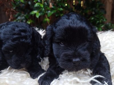 Toy Cavoodle Puppies
