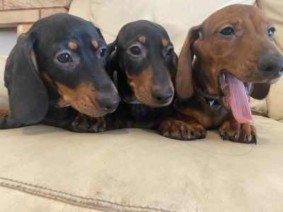 3 dachshund boys ready for forever
