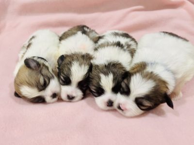 Adorable Maltese Shih Tzu Pups -1 x Boy left