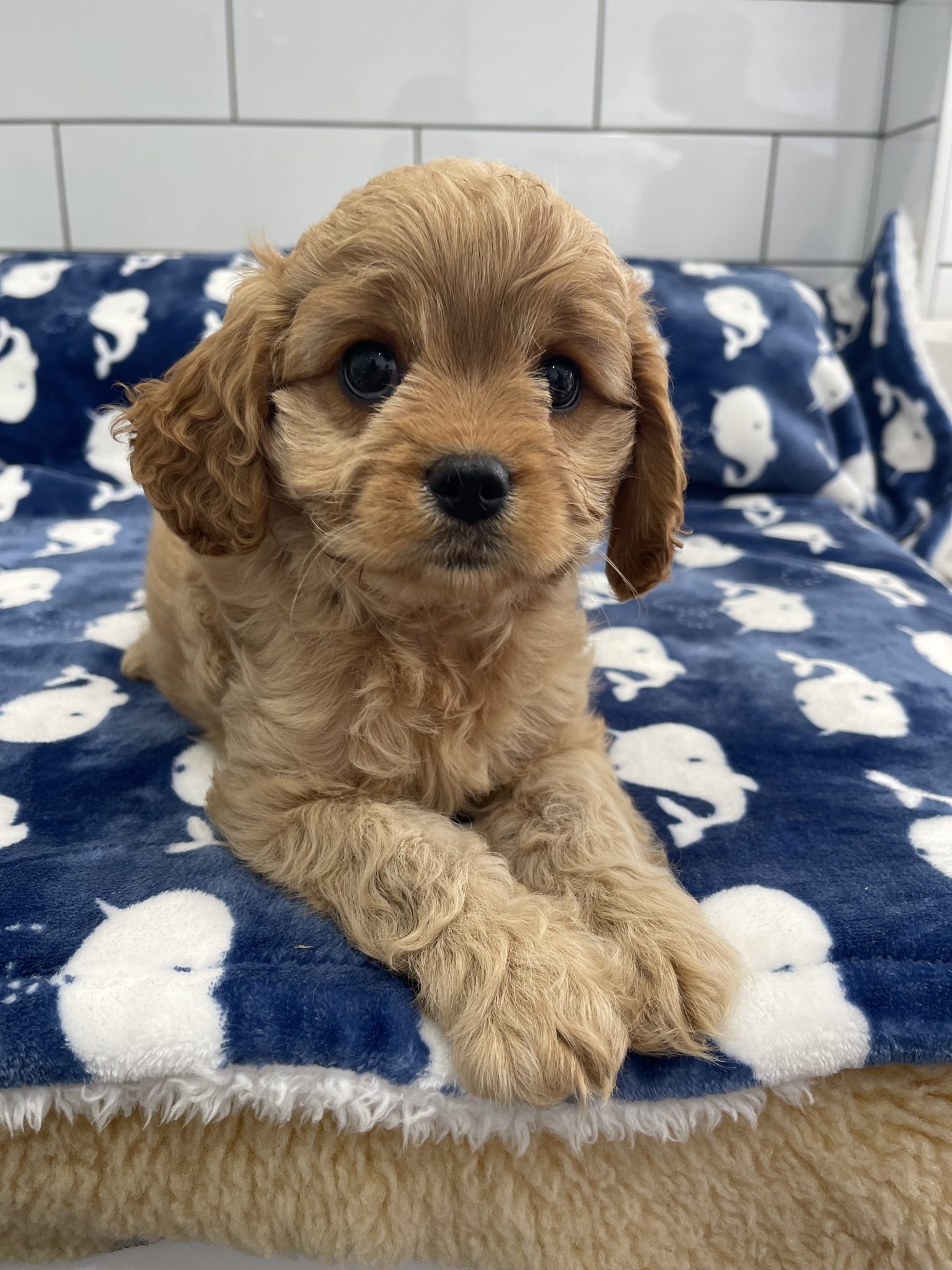 Toy cavoodles for sale