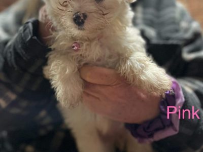 Soft fluffy white Moodles. 1 boy & 5 girls.