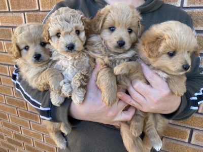 Cavoodle x Japanese Spitz