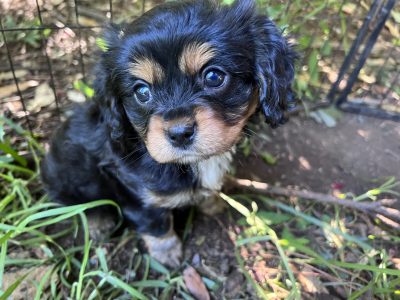 Cavapoms (Cavalier x Pomeranian)