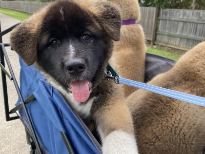 American Akita Puppies