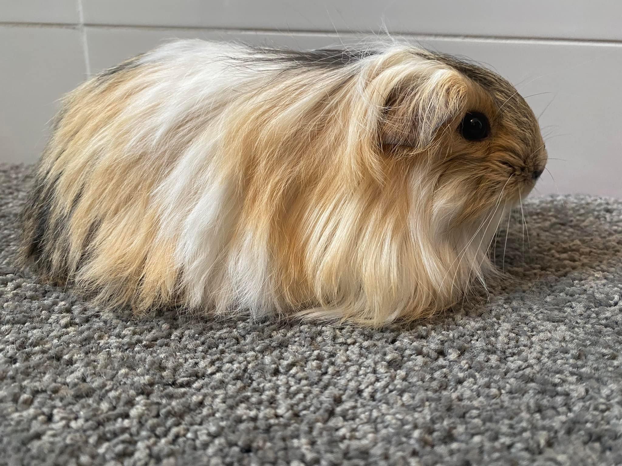 Guinea Pigs for sale
