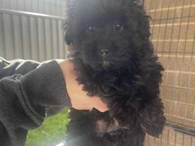 POMAPOO PUPPIES (POMERANIAN X TOY POODLE) READY