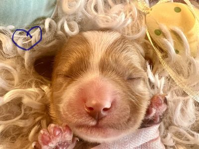 F1 Mini Cavoodle Puppies