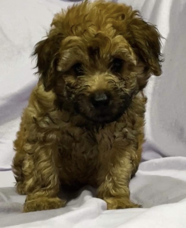 Toy Cavoodle puppies - DNA tested