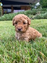 Only one available now female CAVOODLE puppy