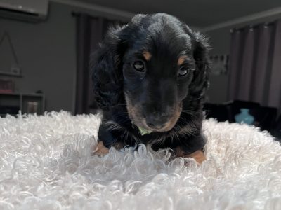Mini longhair dachshunds