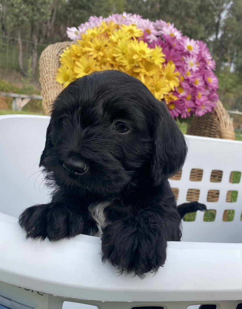 Doxiepoo x Puppies - Ready to go home in 2 weeks!