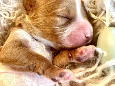 F1 Mini Cavoodle Puppies
