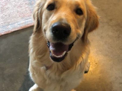 Mini Groodle puppies