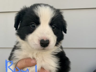 Border Collie Puppies